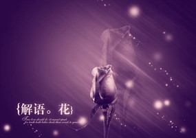 失落鲜花壁纸PSD素材